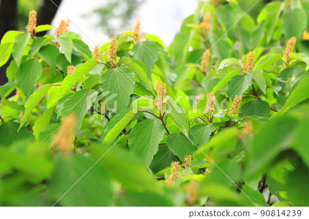 Red bud (or Kashiwa) (Akamega wrinkle) flower 90814239