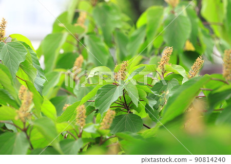 Red bud (or Kashiwa) (Akamega wrinkle) flower 90814240