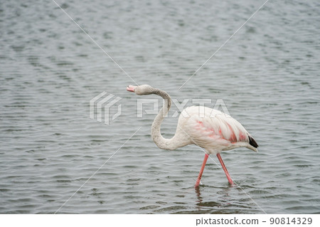 Greater flamingos in Walvis Bay 90814329