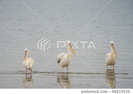 沃爾維斯灣大白鵜鶘 90814538