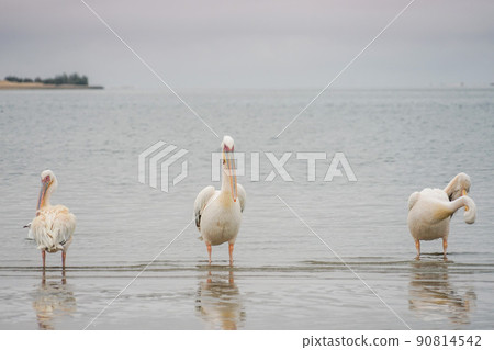 Walvis Bay Great White Pelican 90814542