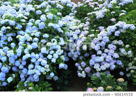 Hydrangea 6266 90814558