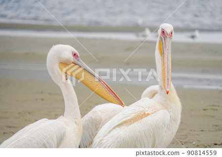 Walvis Bay Great White Pelican 90814559