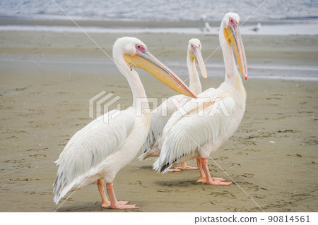 沃爾維斯灣大白鵜鶘 90814561