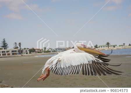 Walvis Bay Great White Pelican 90814573