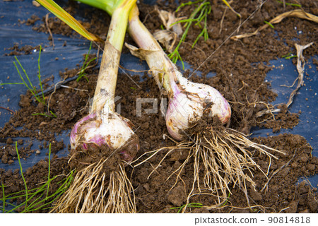 大蒜的收穫 90814818