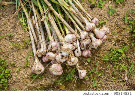 大蒜的收穫 90814821