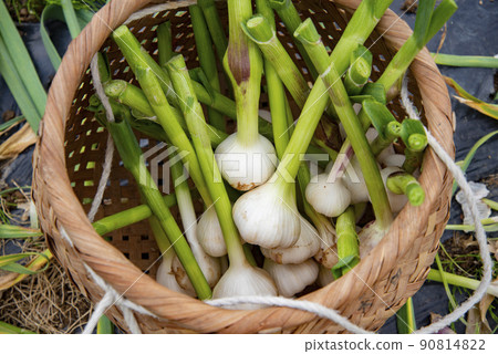 大蒜的收穫 90814822