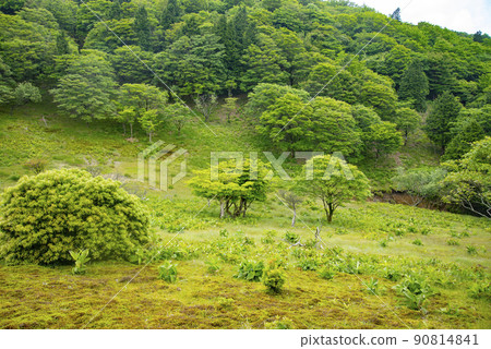 三根山的八丁平在新綠中 90814841