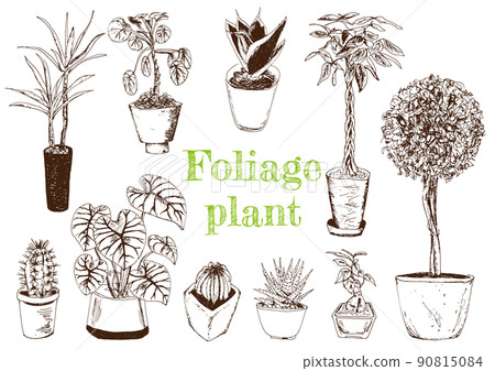 Plant_Illustration 2_Handwriting 90815084