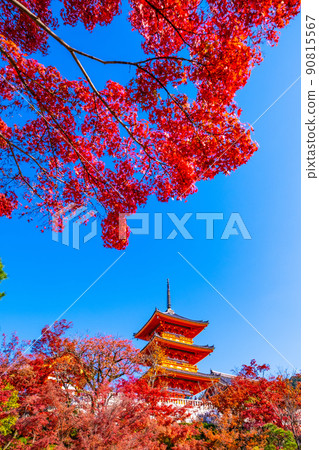 The triple tower of Kiyomizudera and autumn leaves The triple tower of Kiyomizudera and autumn leaves 90815567