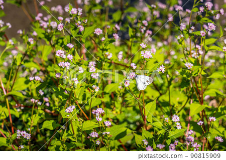 Monshiro butterfly perching on a flower near a groove 90815909