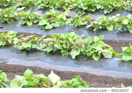 初夏紅薯田，紅薯葉 90816007