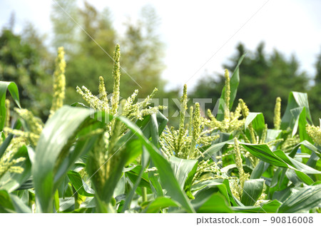 玉米田、玉米雄花、玉米穗 90816008