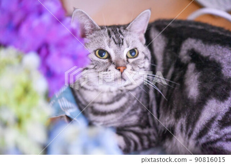 繡球花和貓 90816015