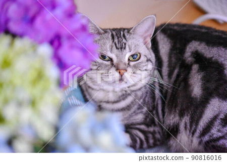 繡球花和貓 90816016