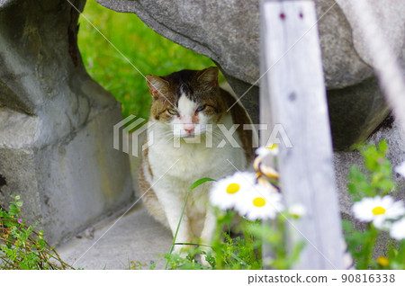小畑綠地公園的大花工房大人的貓 小畑綠地公園的大花工房大人的貓 90816338
