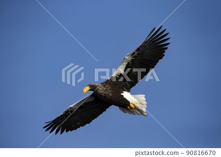 Eagle 90816670
