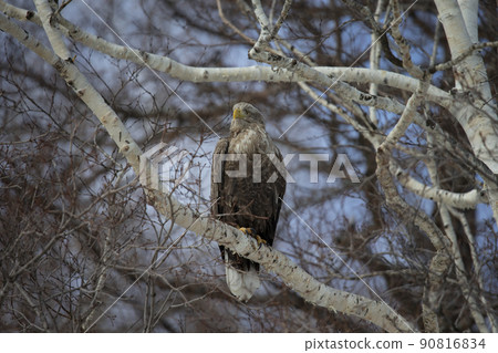 White-tailed eagle 90816834