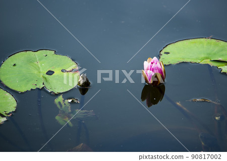 Osaki Park Lotus Flower, Saitama City, Saitama Prefecture 90817002