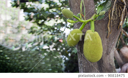 young jackfruite on jackg fruite tree garden 90818475