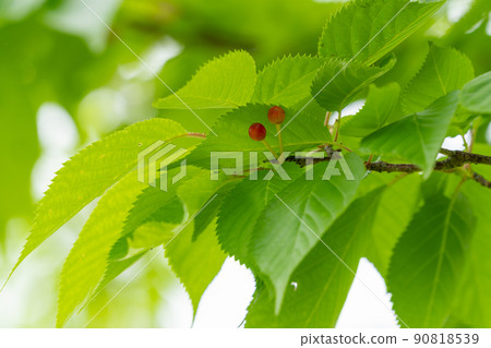 野櫻桃樹：野櫻桃樹（薔薇科，Cerasus） 90818539