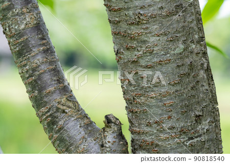 野櫻桃樹:野櫻桃樹(薔薇科,Cerasus) 野櫻桃樹:野櫻桃樹(薔薇科,Cerasus) 90818540