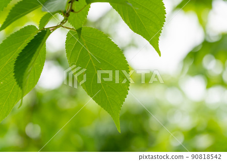 野櫻桃樹:野櫻桃樹(薔薇科,Cerasus) 野櫻桃樹:野櫻桃樹(薔薇科,Cerasus) 90818542