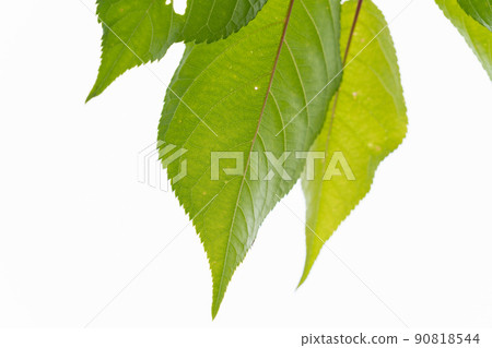 Wild cherry tree: Wild cherry tree (Rosaceae, Cerasus) 90818544