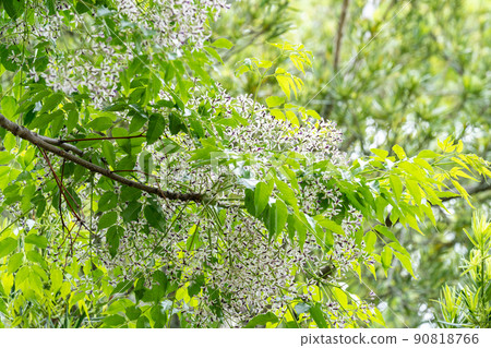 仙丹/桃花心木（桃花心木科） 90818766