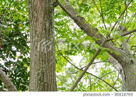 Sendan / Mahogany (Mahoganyaceae) 90818769