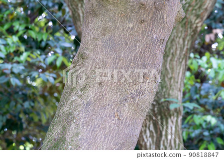 Holtonoki (Elaeocarpaceae) 90818847