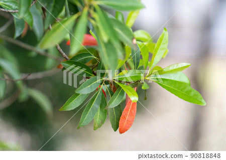Holtonoki (Elaeocarpaceae) 90818848
