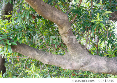 Holtonoki (Elaeocarpaceae) Holtonoki (Elaeocarpaceae) 90818850