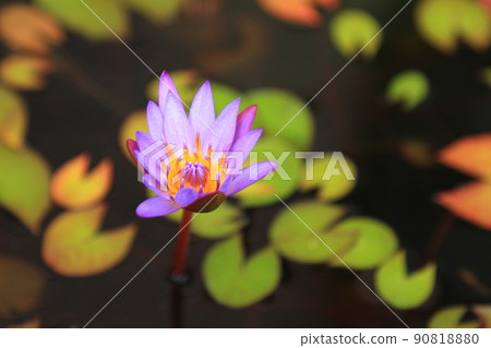 Beautiful water lily flowers that have begun to bloom 90818880