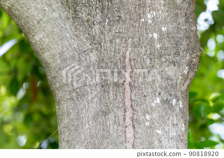 青櫟（Fagaceae） 90818920
