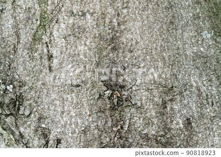 青櫟(Fagaceae) 青櫟(Fagaceae) 90818923