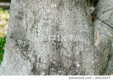 青櫟(Fagaceae) 青櫟(Fagaceae) 90818924