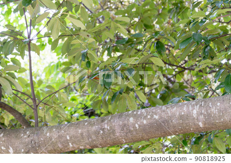 Quercus glauca (Fagaceae) 90818925