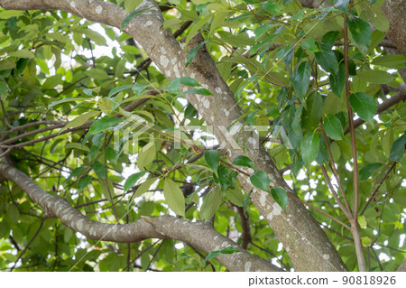 青櫟（Fagaceae） 90818926