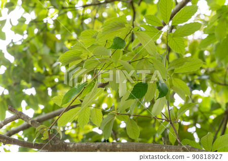 Quercus glauca (Fagaceae) 90818927