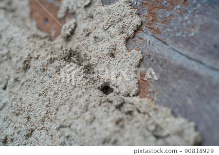 Termite destroying wood from wooden wall Termite destroying wood from wooden wall 90818929