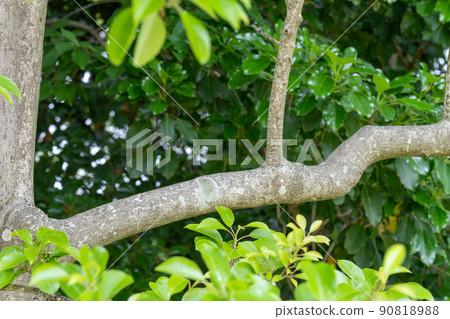 Ilex rotunda (Aquifoliaceae, genus Ilex) 90818988