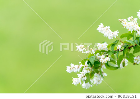 Bridal wreath (Hydrangeaceae, Deutzia) 90819151
