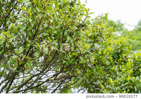 Magnolia compressa(木蘭科,木蘭屬) Magnolia compressa(木蘭科,木蘭屬) 90819377