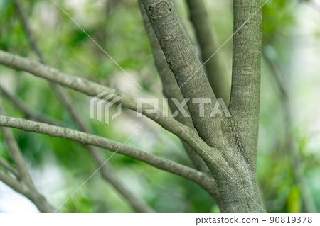 Magnolia compressa（木蘭科，木蘭屬） 90819378