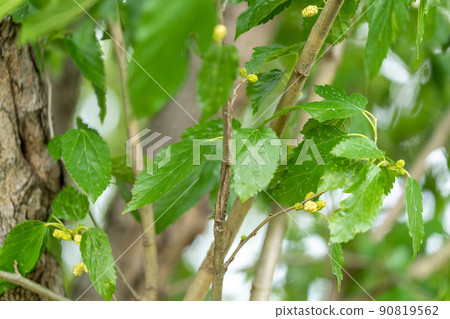 Yamagwa: Morus alba (Morus alba) 90819562