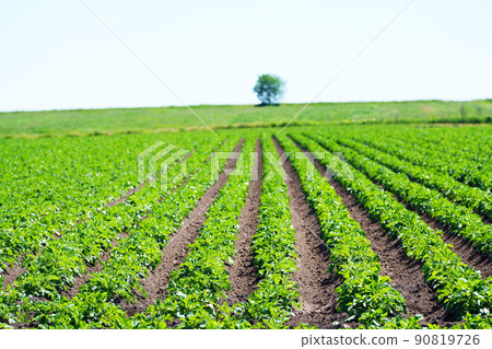 Potato field crops Hokkaido 90819726