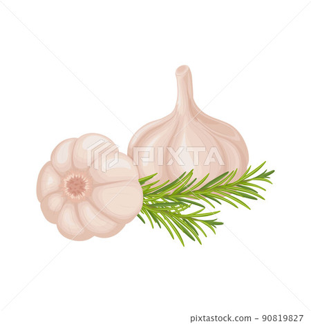 Garlic. Image of garlic heads. Vitamin product for seasoning, for cooking. Vector illustration isolated on a white background Garlic. Image of garlic heads. Vitamin product for seasoning, for cooking. Vector illustration isolated on a white background 90819827
