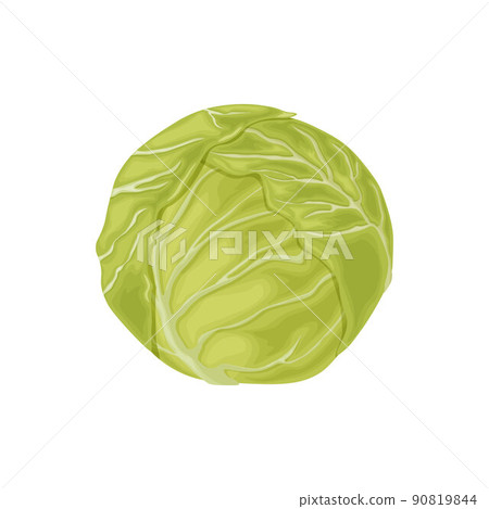 Cabbage. Image of a cabbage head. A ripe cabbage. Vegetables from the garden. Organic food. Vector illustration isolated on a white background 90819844
